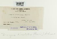 Uromyces lineolatus image