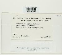 Uromyces perigynius image