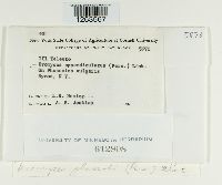 Uromyces perigynius image