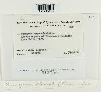 Uromyces perigynius image