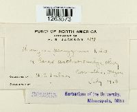 Uromyces perigynius image