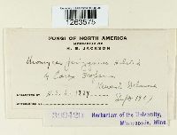 Uromyces perigynius image