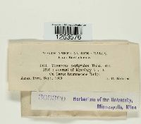 Uromyces perigynius image