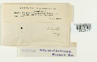 Uromyces perigynius image