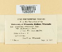 Uromyces perigynius image