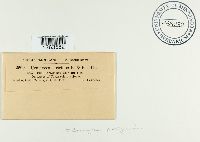 Uromyces perigynius image