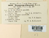 Uromyces appendiculatus image