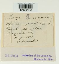 Uromyces appendiculatus image