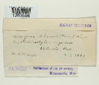 Uromyces appendiculatus image