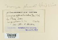 Uromyces appendiculatus image