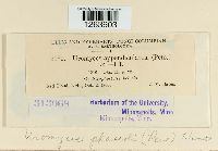 Uromyces appendiculatus image