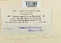 Uromyces appendiculatus image