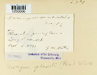 Uromyces appendiculatus image