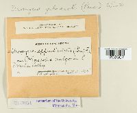 Uromyces appendiculatus image