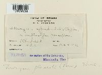 Uromyces appendiculatus image