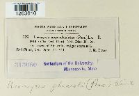 Uromyces appendiculatus image