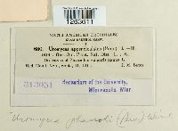 Uromyces appendiculatus image