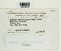 Uromyces appendiculatus image