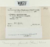 Uromyces appendiculatus image