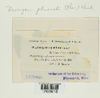 Uromyces appendiculatus image