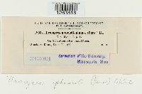 Uromyces appendiculatus image