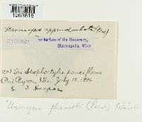 Uromyces appendiculatus image