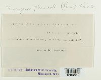 Uromyces appendiculatus image