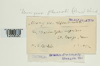 Uromyces appendiculatus image