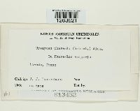 Uromyces appendiculatus image