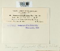 Uromyces appendiculatus image