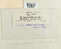 Uromyces appendiculatus image