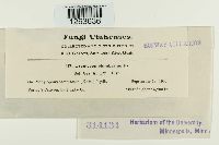 Uromyces plumbarius image