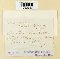 Uromyces plumbarius image