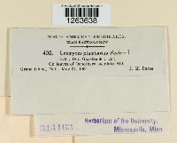 Uromyces plumbarius image