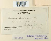 Uromyces plumbarius image