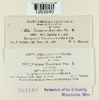 Uromyces plumbarius image