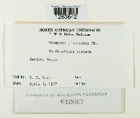 Uromyces plumbarius image