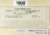 Uromyces plumbarius image