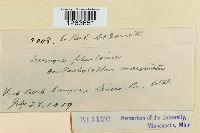 Uromyces plumbarius image