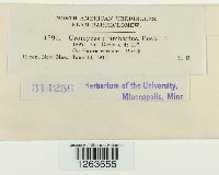 Uromyces plumbarius image