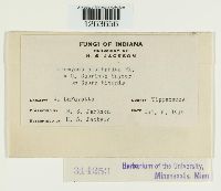 Uromyces plumbarius image