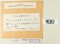 Uromyces plumbarius image