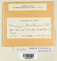 Uromyces plumbarius image