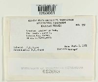 Uromyces plumbarius image