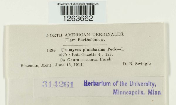 Uromyces plumbarius image