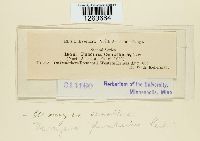 Uromyces plumbarius image