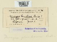 Uromyces plumbarius image