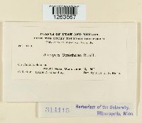 Uromyces plumbarius image