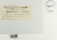 Uromyces polygoni-avicularis image