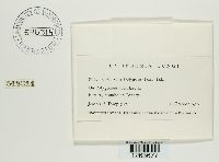 Uromyces polygoni-avicularis image